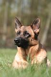 BERGER ALLEMAND 1280
